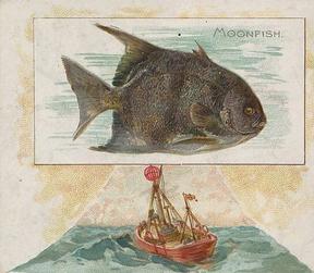 1889 Allen & Ginter 50 Fish from American Waters (N39) #NNO Moonfish Front
