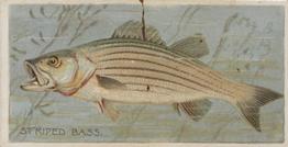 1888 Duke's Fishers and Fish (N74) #NNO Striped Bass Front