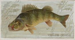 1888 Duke's Fishers and Fish (N74) #NNO Yellow Perch Front