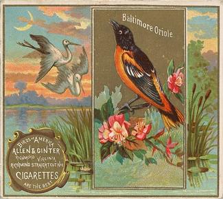 1890 Allen & Ginter Birds of America (N37) #NNO Baltimore Oriole Front