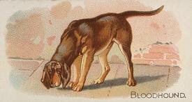 1890 Allen & Ginter Quadrupeds (N21) #NNO Bloodhound Front