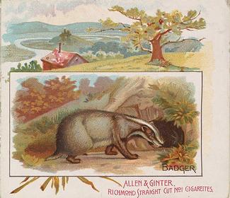 1890 Allen & Ginter Quadrupeds (N41) #NNO Badger Front