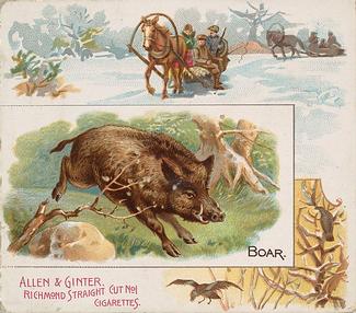 1890 Allen & Ginter Quadrupeds (N41) #NNO Boar Front