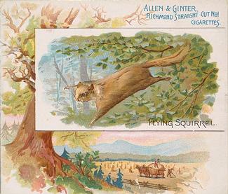 1890 Allen & Ginter Quadrupeds (N41) #NNO Flying Squirrel Front
