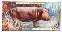 1924 Player's Natural History (Small) #23 Hippopotamus Front