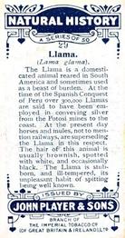 1924 Player's Natural History (Small) #29 Llama Back