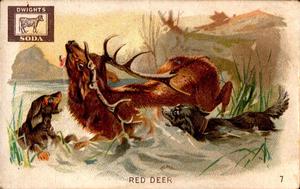 1898 Dwight's Soda Interesting Animals (J10) #7 Red Deer Front