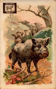 1898 Dwight's Soda Interesting Animals (J10) #31 Wild Boar Front
