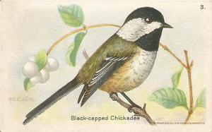 1935 Church & Dwight Useful Birds of America Eighth Series (J9-4) #3 Black-capped Chickadee Front