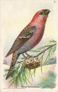 1936 Church & Dwight Useful Birds of America Eighth Series (J9-4) #8 Pine Grosbeak Front