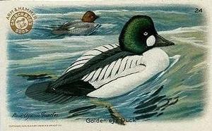 1924 Church & Dwight Useful Birds of America Fourth Series (J8) #24 Golden-eye Duck Front