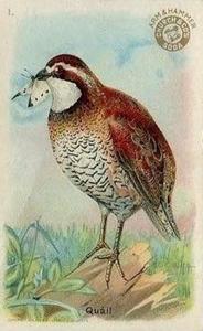 1915 Church & Dwight Useful Birds of America First Series (J5) #1 Quail Front