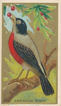 1910 American Tobacco Bird Series (T42) #NNO American Robin Front