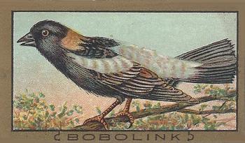 1910 American Tobacco Bird Series (T42) #NNO Bobolink Front