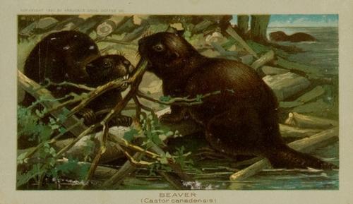 1890 Arbuckle's Coffee Animals (Zoological) (K1) #16 Beaver Front