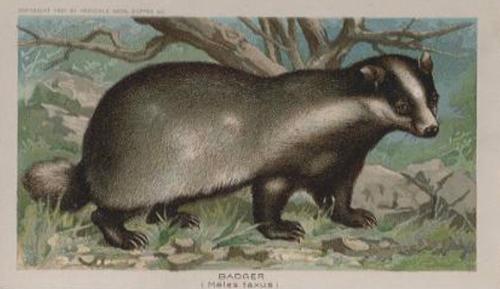 1890 Arbuckle's Coffee Animals (Zoological) (K1) #25 Badger Front