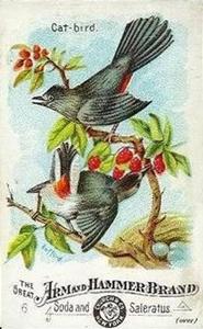 1886 Beautiful Birds of America (J1) #6 Catbird Front