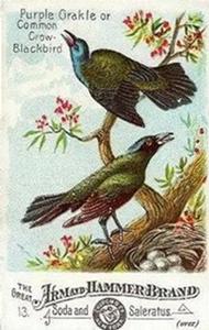 1886 Beautiful Birds of America (J1) #13 Purple Grackle or Common Crow-blackbird Front
