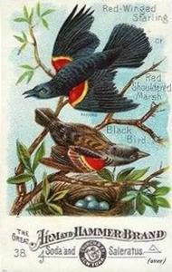 1886 Beautiful Birds of America (J1) #38 Red-Winged Starling or Red Shouldered Marsh Black Bird Front