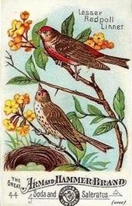 1886 Beautiful Birds of America (J1) #44 Lesser Redpoll Front