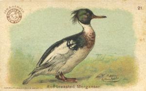1904 Church & Co. Game Bird Series (J3) #21 Red-breasted Merganser Front