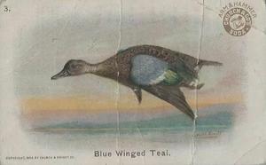 1908 Church & Dwight New Series of Birds (J4) #3 Blue Winged Teal Front