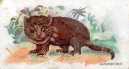 1900 Wills's Wild Animals of the World (Green Back) #NNO Tasmanian Devil Front