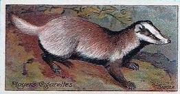 1909 Player's Nature Series #39 Badger Front