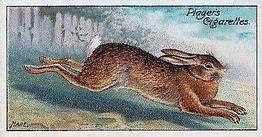 1909 Player's Nature Series #42 Hare Front