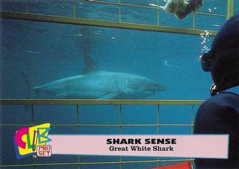 1992 Club Pro Set Shark Sense #8 Great White Shark Front