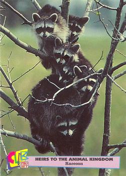1992 Club Pro Set Heirs to the Animal Kingdom - Gold #3 Raccoon Front