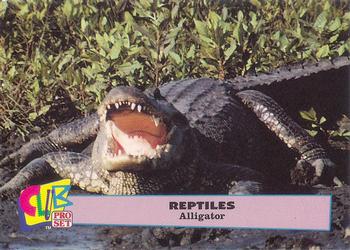 1992 Smithsonian Institute Reptiles - Silver #1 Alligator Front