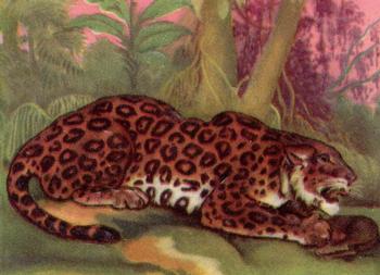 1957 Granose Foods Animal Life #NNO Jaguar Front