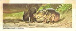1969 Nabisco Sugar Daddy Wildlife Baby Animals Series 7 #40 Hippopotamus Front
