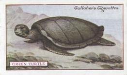 1921 Gallaher's Animals & Birds of Commercial Value #24 Green Turtle Front