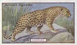 1921 Gallaher's Animals & Birds of Commercial Value #35 Leopard Front