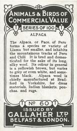 1921 Gallaher's Animals & Birds of Commercial Value #60 Alpaca Back