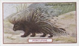 1921 Gallaher's Animals & Birds of Commercial Value #67 Porcupine Front