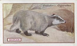 1921 Gallaher's Animals & Birds of Commercial Value #72 Badger Front