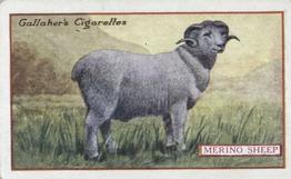 1921 Gallaher's Animals & Birds of Commercial Value #85 Merino Sheep Front
