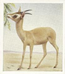 1936 Godfrey Phillips Animal Studies #12 Arabian Gazelle Front