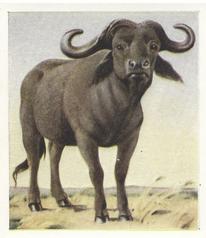 1936 Godfrey Phillips Animal Studies #15 Cape Buffalo Front