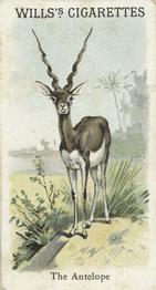 1900 Wills's Cigarettes Animals & Birds (Descriptive) #NNO Antelope Front