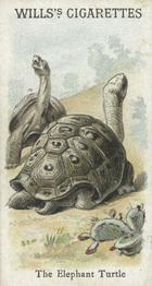1900 Wills's Cigarettes Animals & Birds (Descriptive) #NNO Elephant Turtle Front