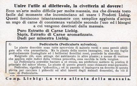 1932 Liebig Piante Parassite (Parasitic Plants) (Italian Text) (F1264, S1265) #5 Pedicularia (Pedicularis sylvatica) Back