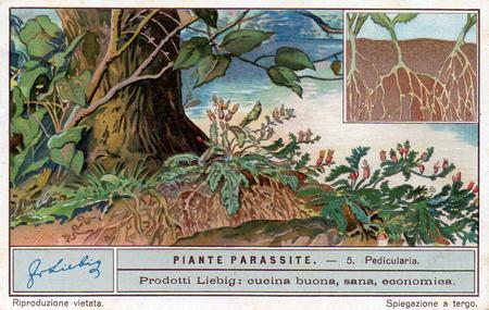 1932 Liebig Piante Parassite (Parasitic Plants) (Italian Text) (F1264, S1265) #5 Pedicularia (Pedicularis sylvatica) Front