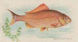 1910 American Tobacco Co. Fish Series (T58) - Sweet Caporal Cigarettes Factory 30 #NNO Goldfish Front