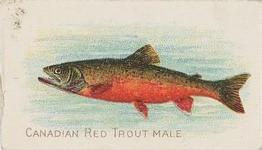 1910 American Tobacco Co. Fish Series (T58) - Sweet Caporal Cigarettes Factory 30 #NNO Canadian Red Trout Male Front
