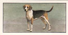 1961 Barbers Tea Dogs #13 Foxhound Front