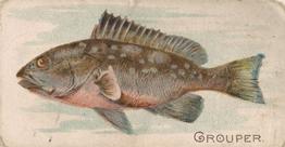 1907 Philadelphia Caramel Zoo Cards: Fish (E32) #NNO Grouper Front